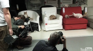 Illustration for article titled IKEA Let Loose a Herd of 100 Cats Into Store to "See What Happens"